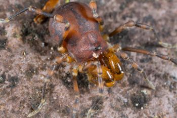 Media type: image; Invertebrate Zoology 133374